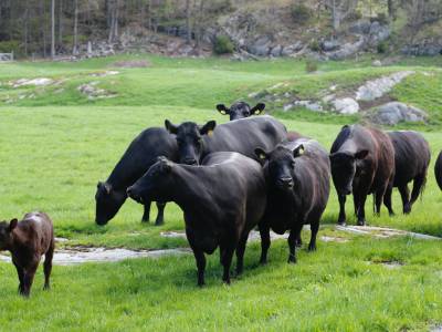 Bilde fra Storegra Gård
