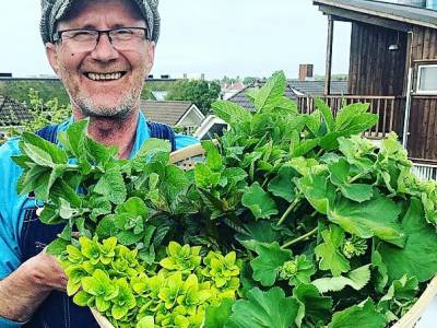 Bilde fra Målfrids Urter