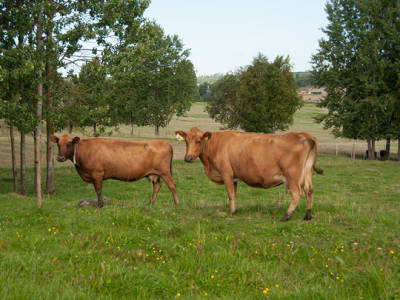 Bilde fra Aschjem Gård