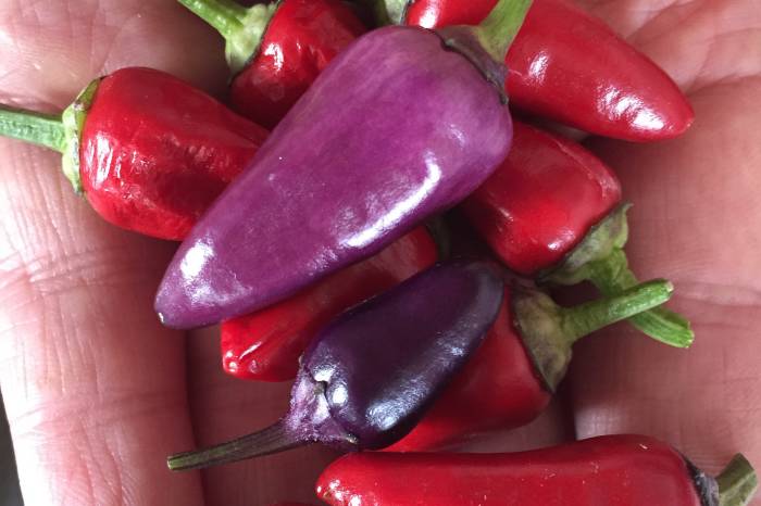 Chili for enhver smak!
