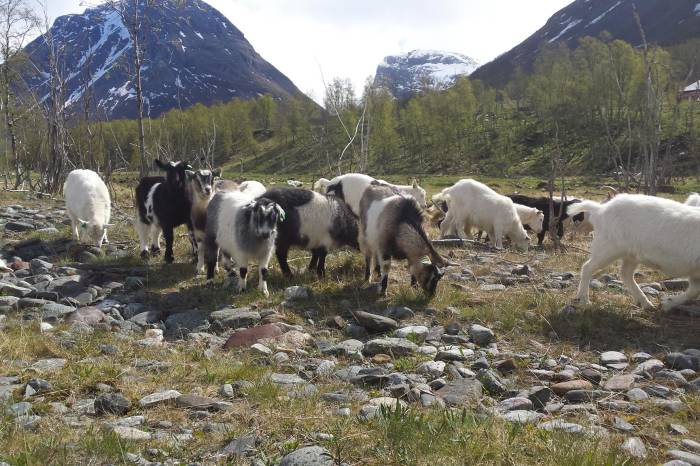 Sett arktisk kje på menyen!