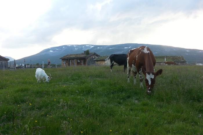 Tradisjonsrike oster fra Grindal