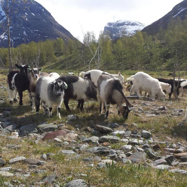 Bilde av Sett arktisk kje på menyen!