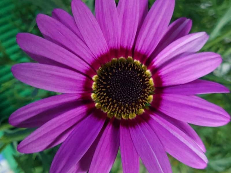 Bilde fra Soltun Blomster