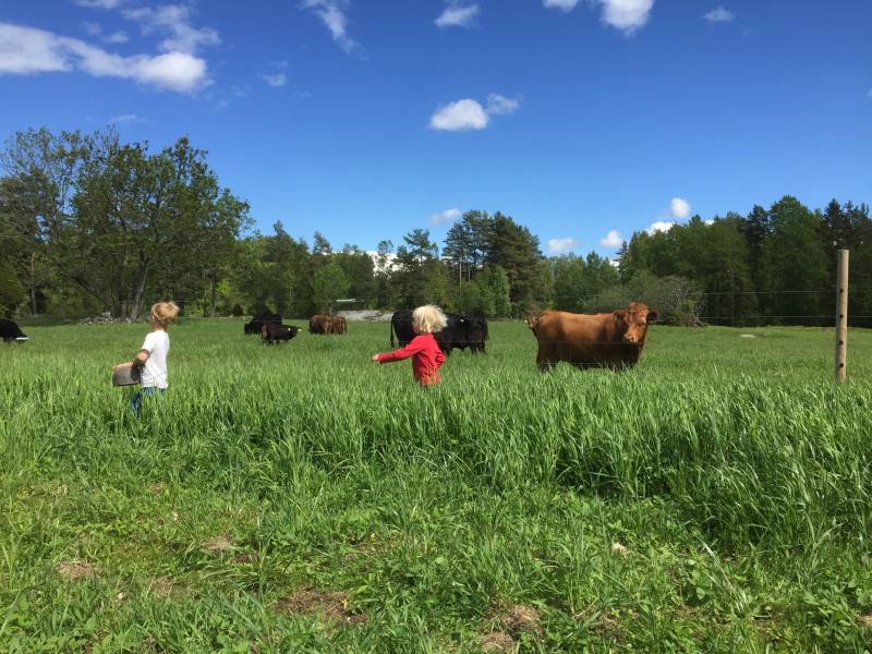 Bilde fra Gården på Svartskog