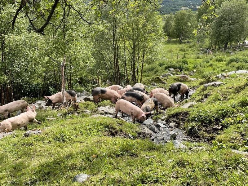 Bilde fra Bjørndal gård