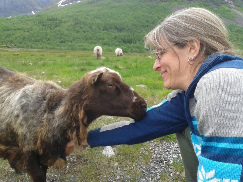 Bilde fra Sau og sånt