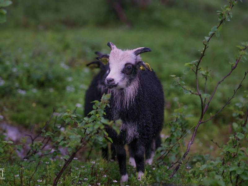 Bilde fra Olabakken gård