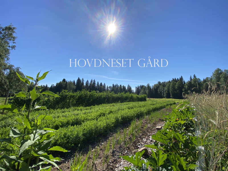 Bilde fra Hovdneset Gård