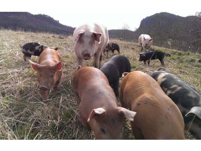 Bilde fra Gammelgården Lysklæt