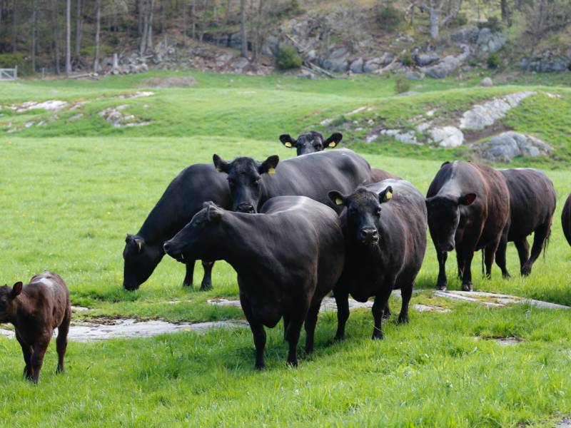 Bilde fra Storegra Gård