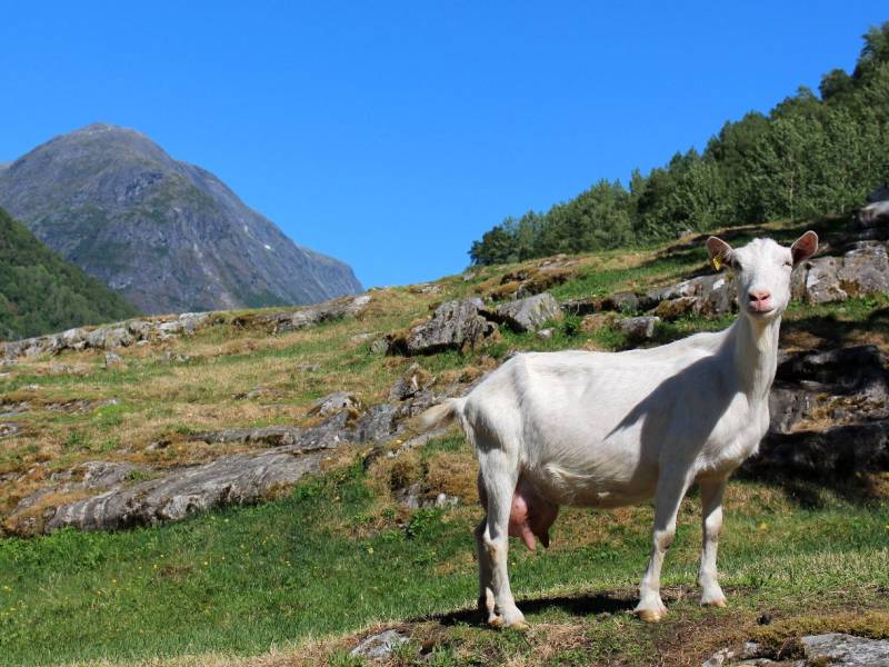 Bilde fra Jua Gard