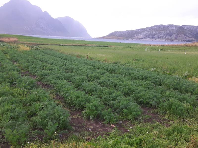 Bilde fra Lilleeidet gård