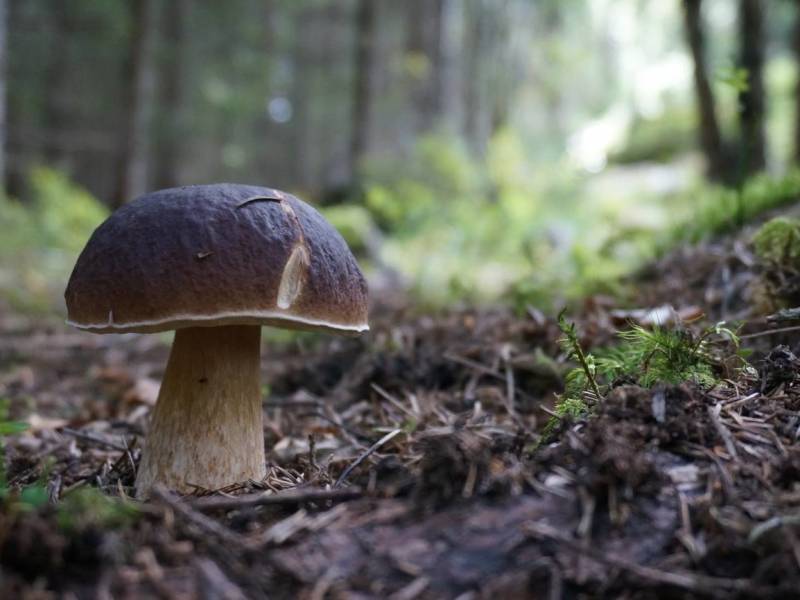 Bilde fra Sopp- og nyttevekstforbundet