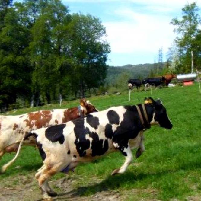 Bilde fra Trøndelag