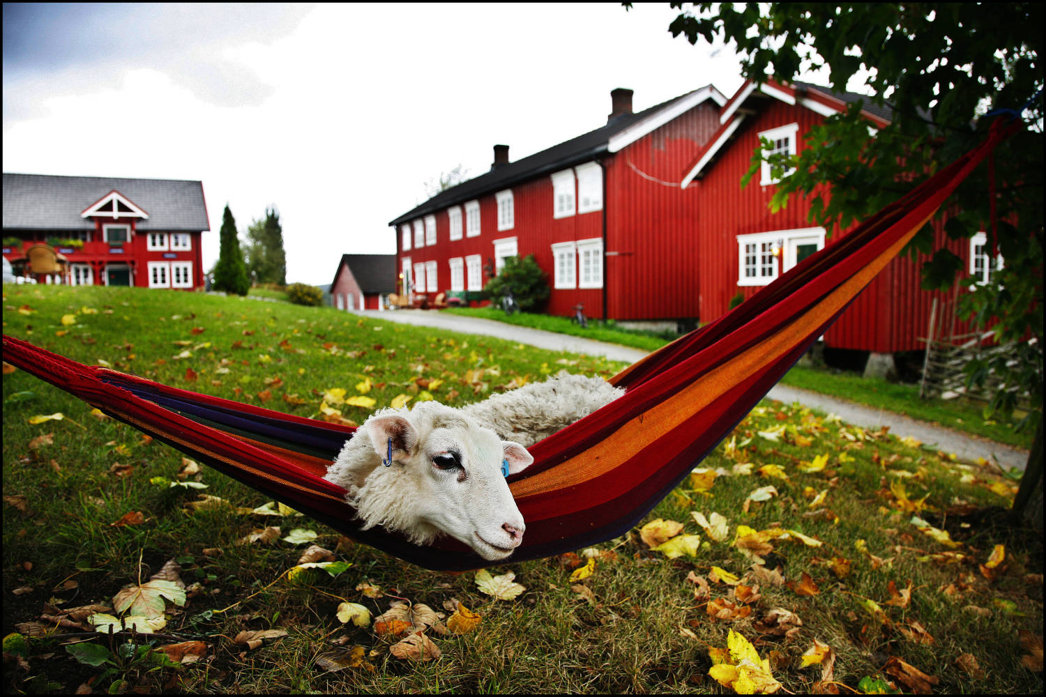 Berg Gård