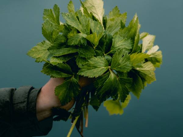 Marmelkroken