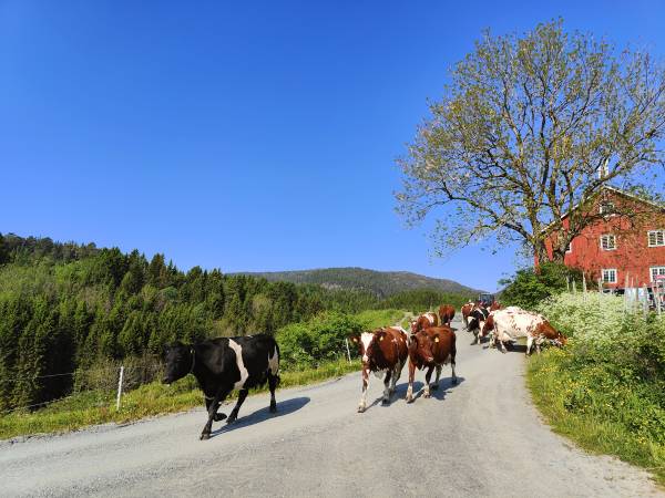 Hindrum Gårdsysteri