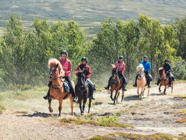 Hjerkinn Fjellstue og Fjellridning