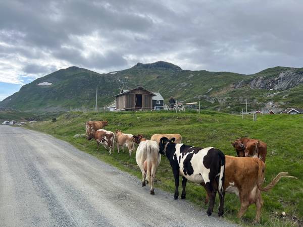 Sygarden i Hålien - Hålistølen vid Bygdin