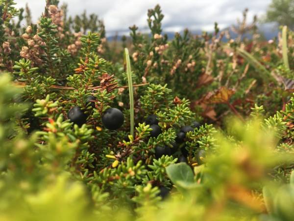 Vestavin og Vingarden på Jølst