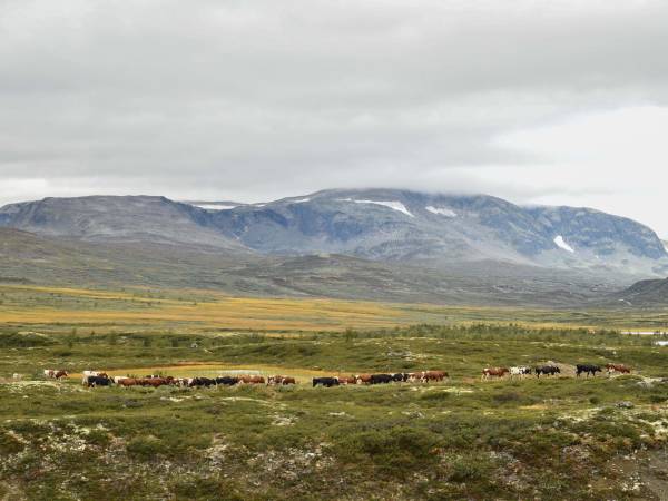 Hamarsbøen gard