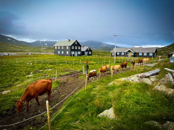 Sygarden i Hålien, Hålistølen vid Bygdin