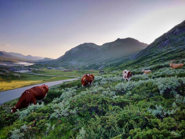 Sygarden i Hålien - Hålistølen vid Bygdin