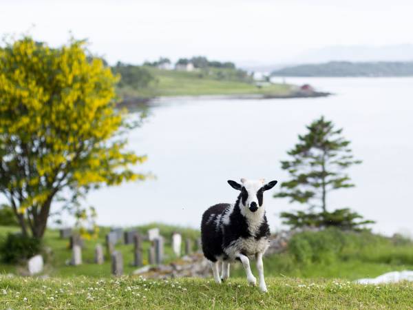 Tinghuset Gårdsbutikk og bakeri