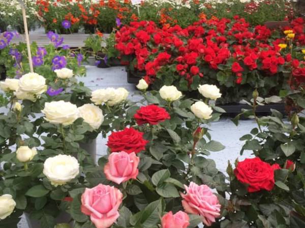 Ystgård gartneri og blomster as