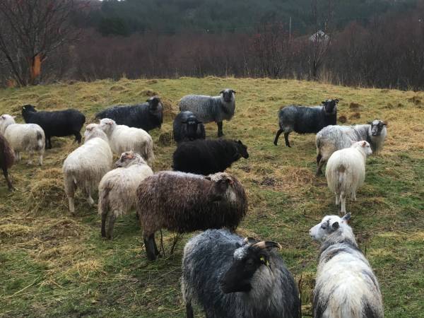 Lofoten Wool / Høystålet