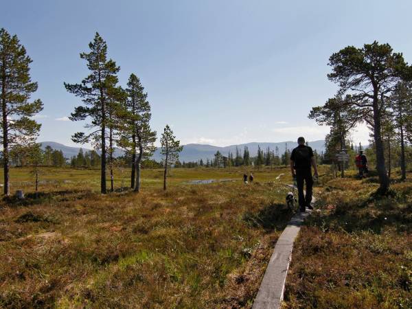 Steinkjer kommuneskoger-Ogndalsbruket KF