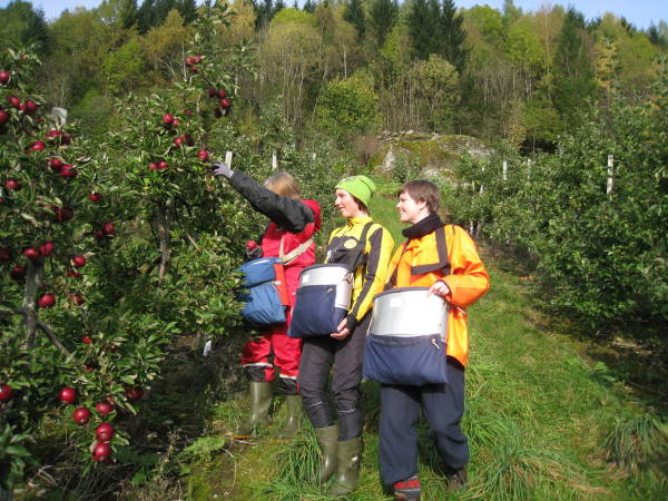 Ulvik Frukt & Cideri