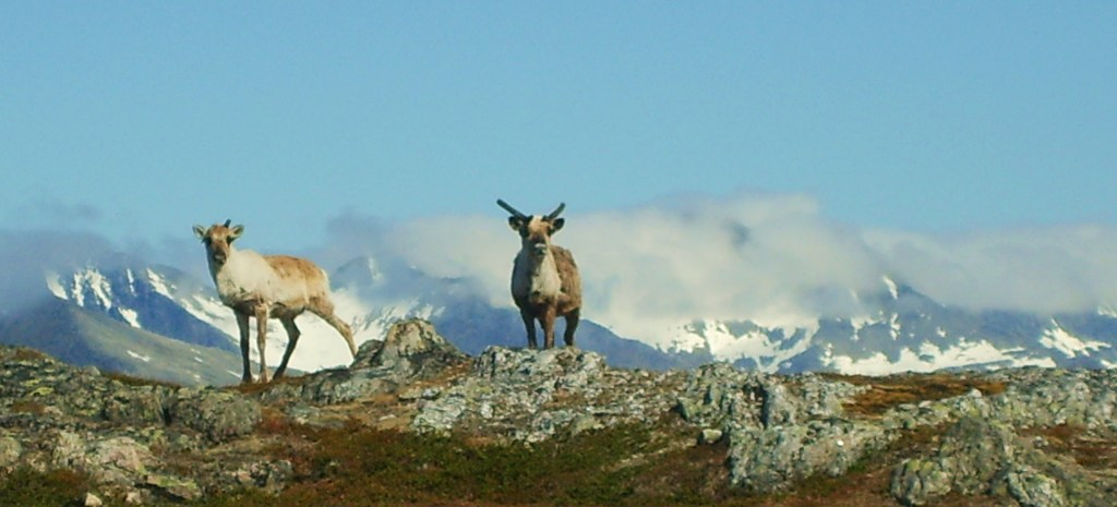 Reindear at Kvaløya