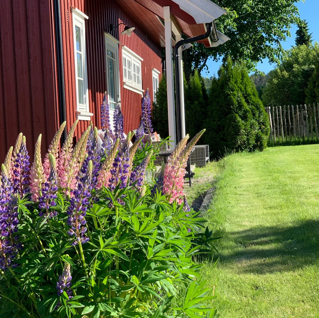 Fin bakhage med utgang fra Bryggerhuset
