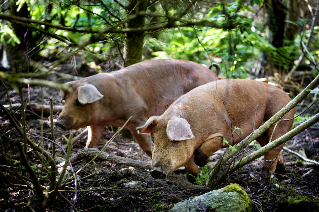 I 2015 satte vi for første gang ut skogsgriser her på Utstein. Dette er Noroc-griser med Duroc far, altså ordinær og trygg edelgris fra Nortura. Det som gjør akkurat disse få grisene annerledes, er at de vandrer fritt ute i et skogholt her på Utstein, fra de kommer til garden til de reiser herfra. Der ute spiser de bær, røtter og annet de finner i skogen, i tillegg har de ordinært fôr og sluttfôres med overskuddsgrønnsaker og frukt fra en av dagligvarebutikkene lokalt.