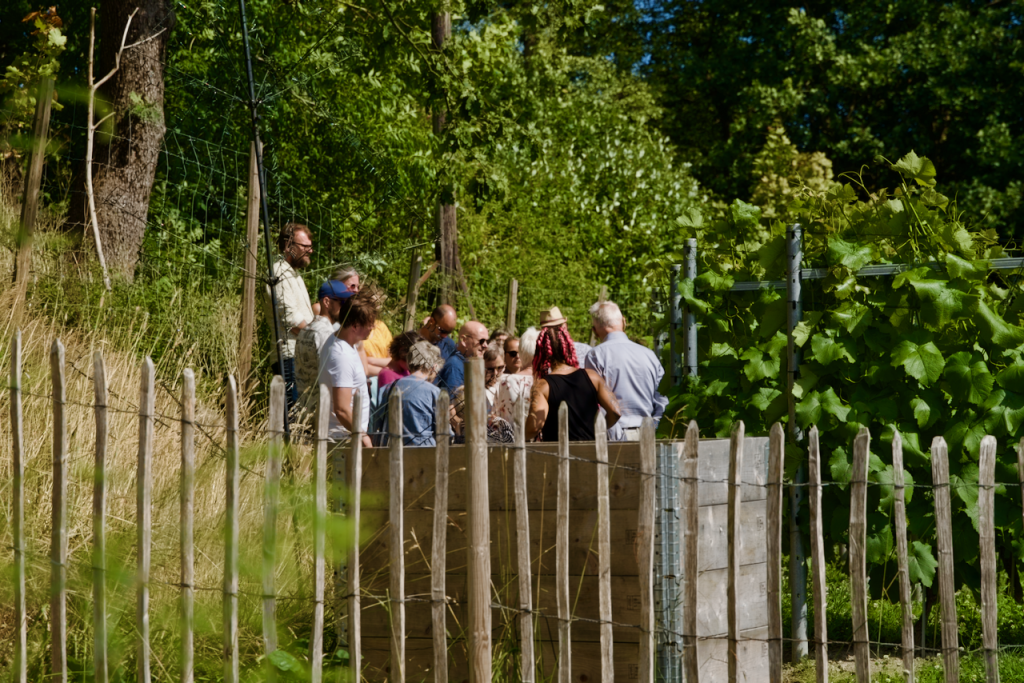 Vingårdsomvisning