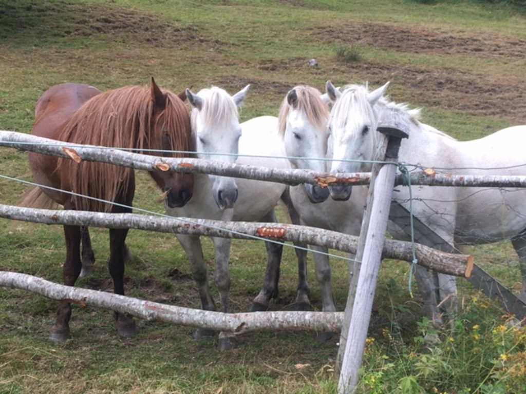 Villemøy, villemann, Stig og Pluto inviterer deg til ein fin ridetur i fantastiske omgivelser.