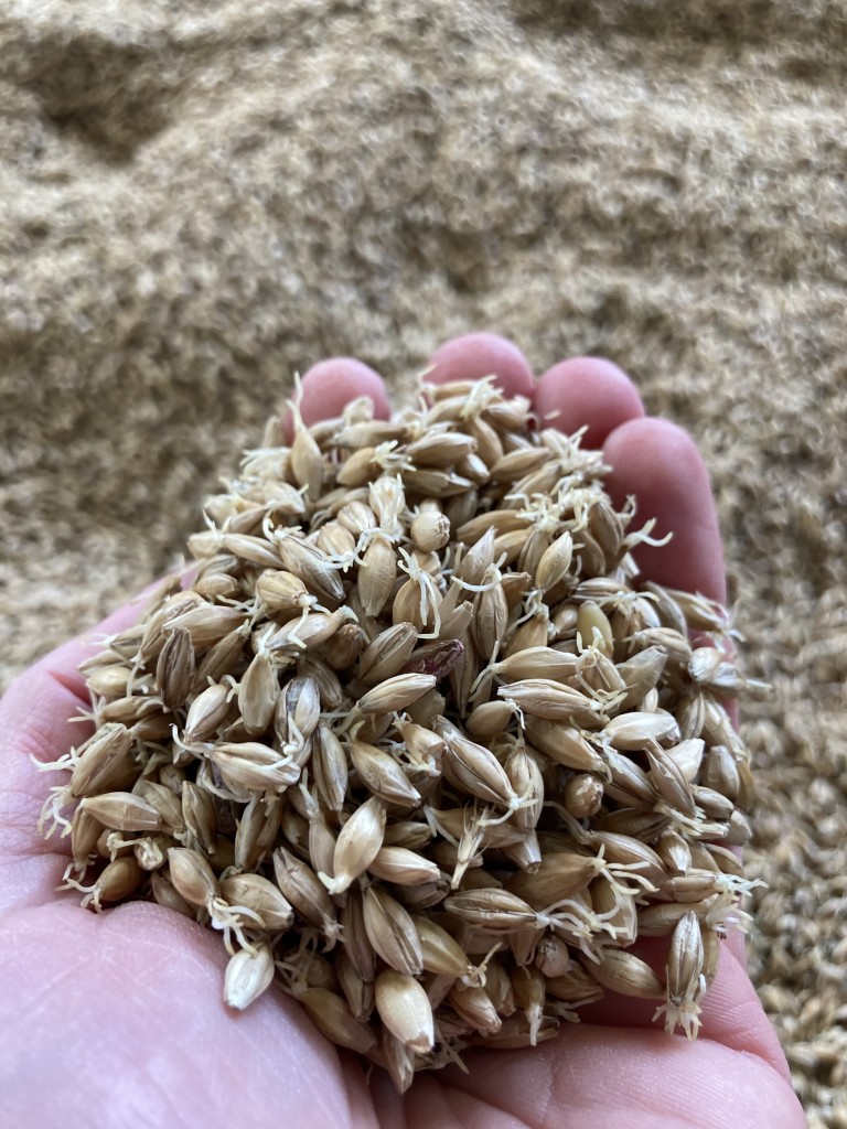 Korn spirer for å bli malt