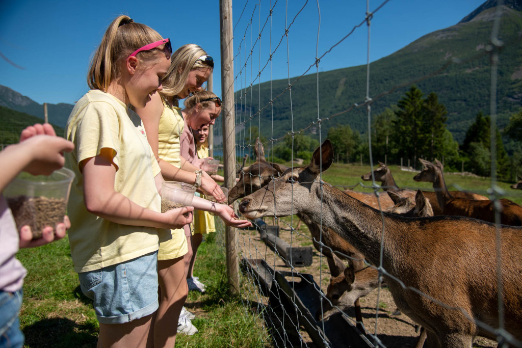 Hjortemating
