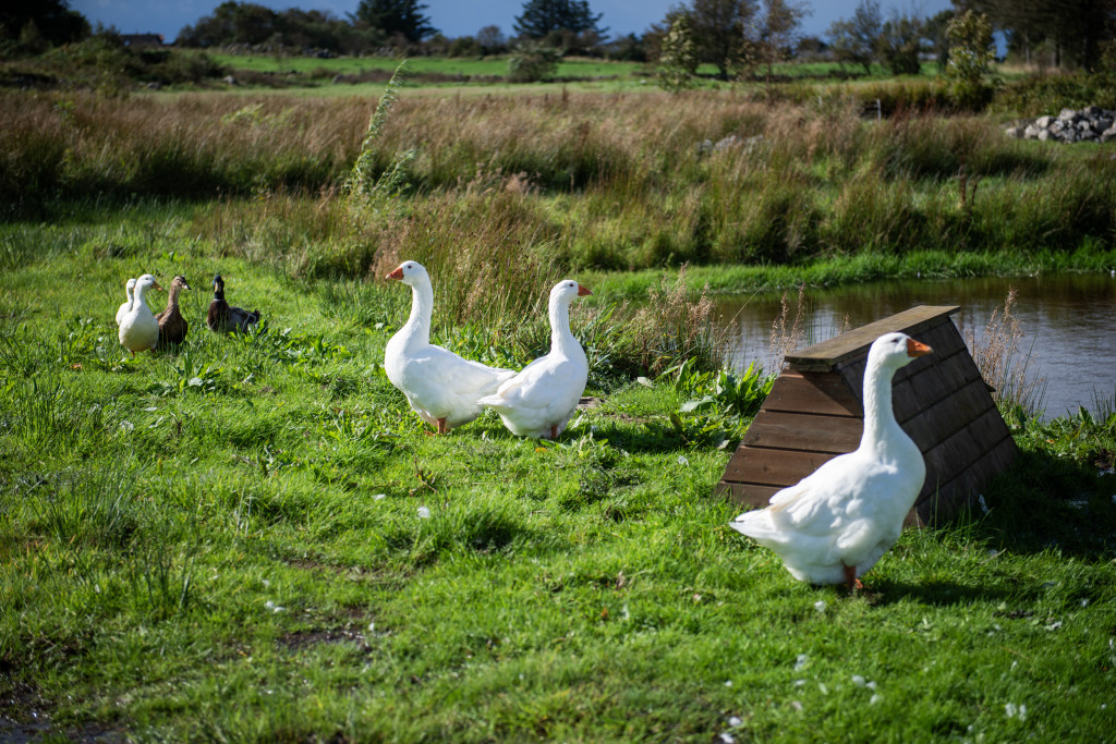 Endene og gjessene ved tjernet.