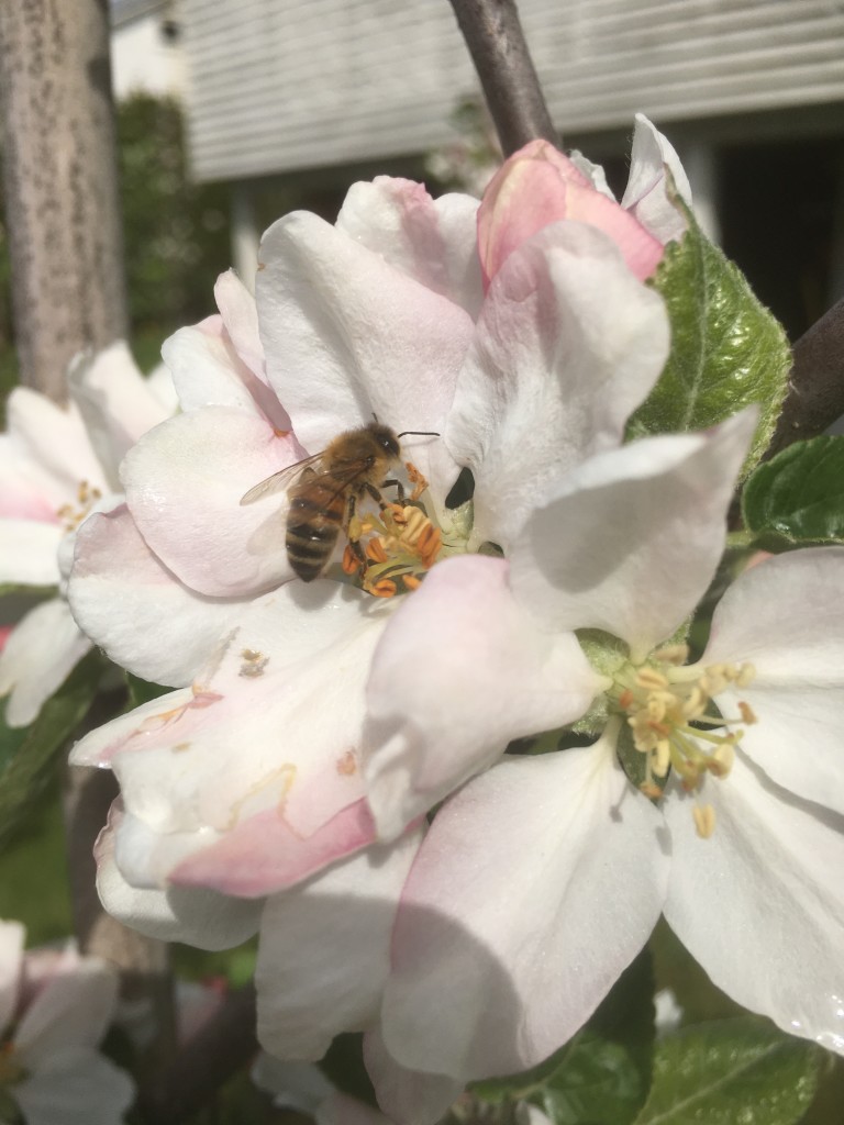 Buckfast bie i epleblomst, her jobbes det