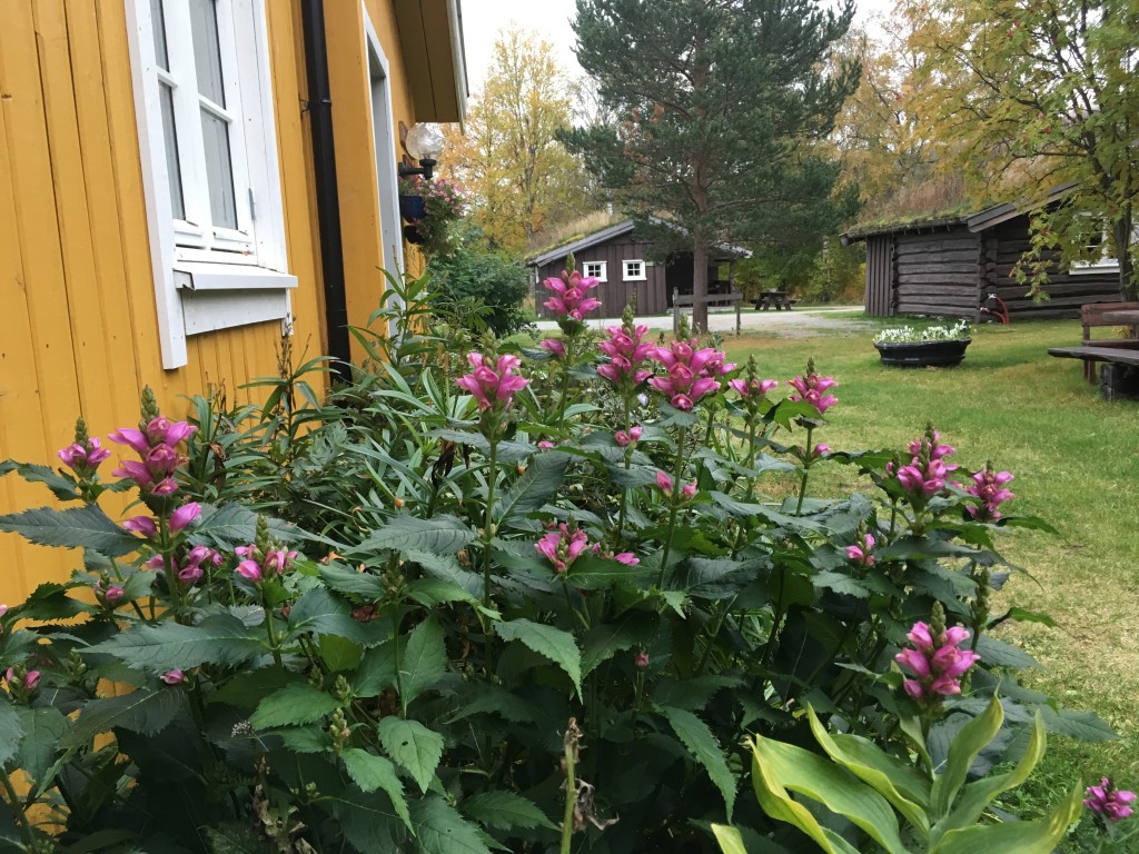 Resepsjonen med Estenstua og Andersstua i bakgrunn