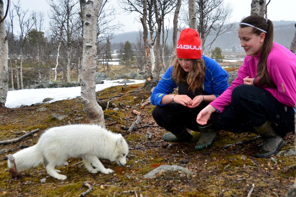 Revecamp med fjellrev