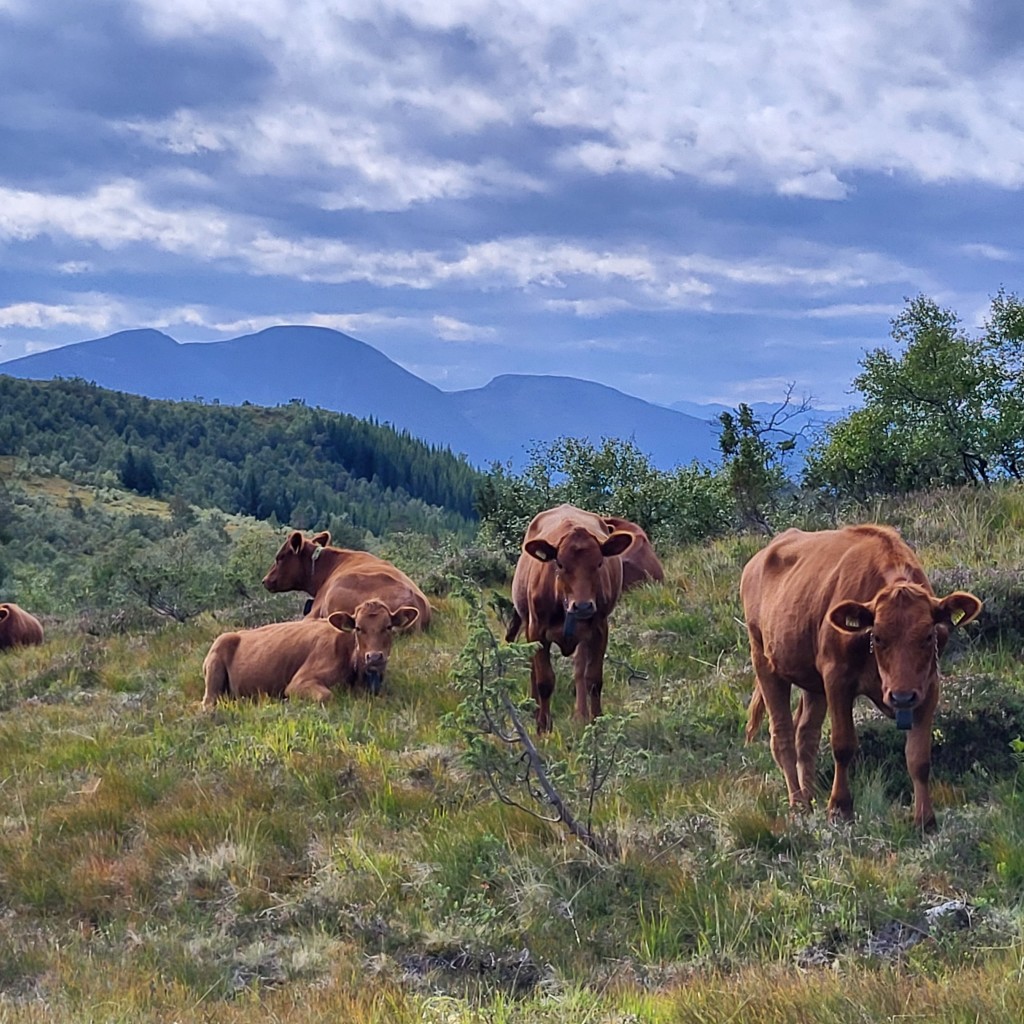 Limousin kviger på Silsetfjellet med Nofence klaver.