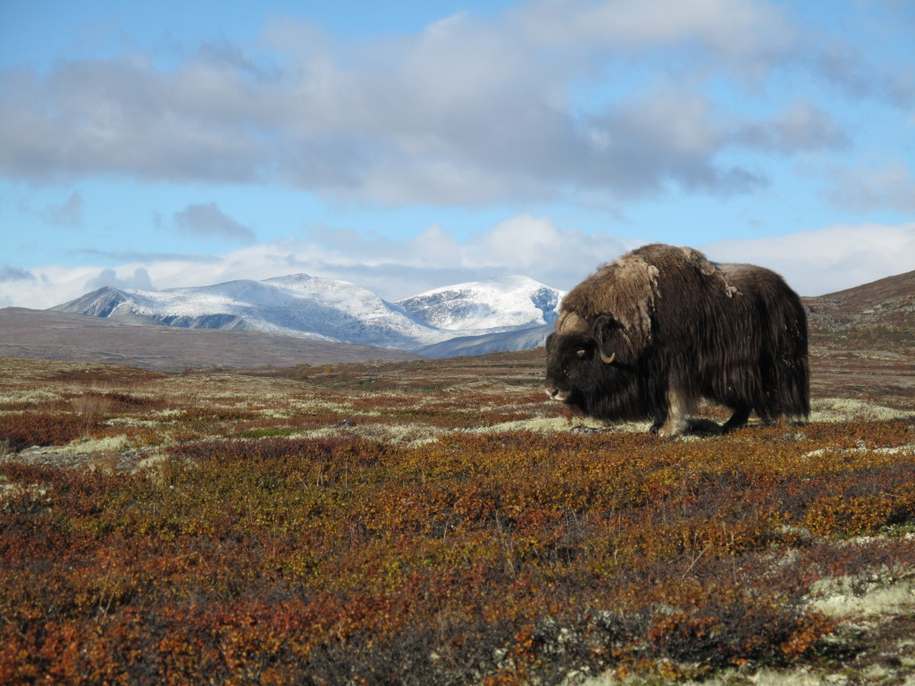 Moskus på Dovre