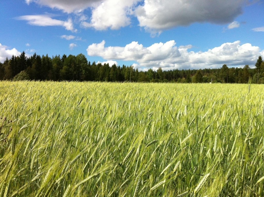 Emmer-åker