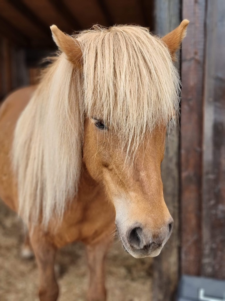 Fenja, islandshest