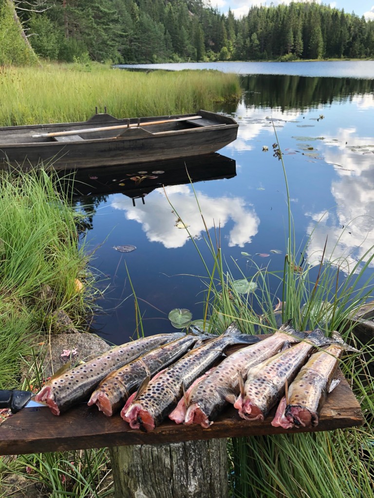 Ørret fra Beislandstjenna.