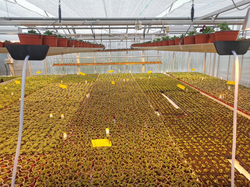 Produksjonen av sommerblomster starter allerede i februar